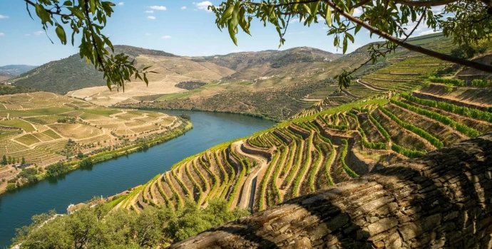 Tour Privativo pelo Vale do Douro – 2 Vinícolas, Cruzeiro e Almoço