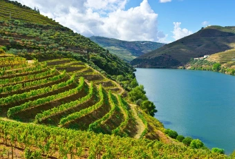 Imagem: Tour Privativo pelo Vale do Douro – 2 Vinícolas, Cruzeiro e Almoço