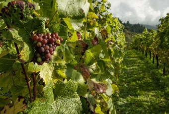 Imagem: Tour Privativo pelo Vale do Douro – 2 Vinícolas, Cruzeiro e Almoço